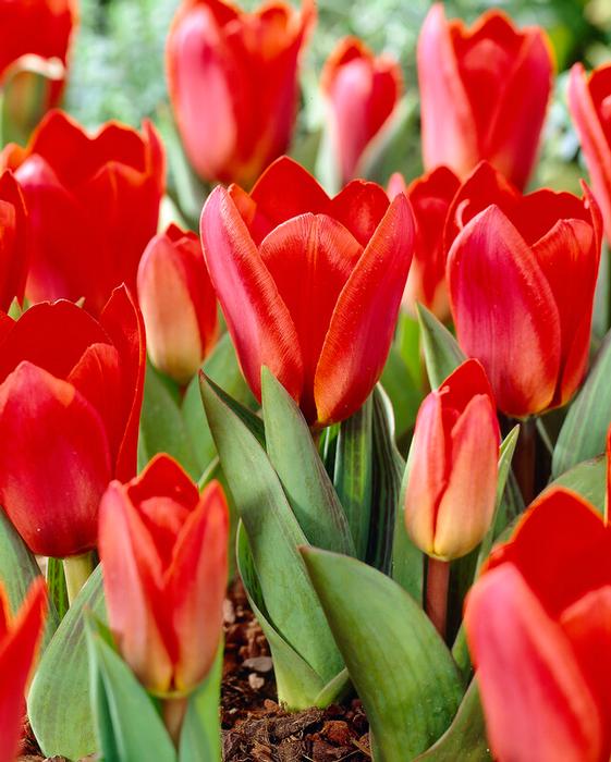 Wholesale Tulipa Kaufmanniana 'Showwinner' - Tulip | A.D.R. Bulbs