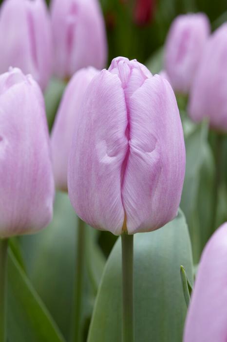 Wholesale Tulipa Single Early 'Mystic Prince' - Tulip | A.D.R. Bulbs