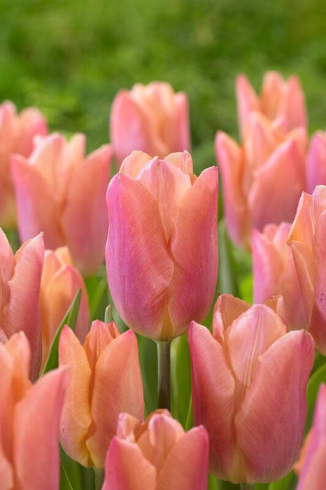 Wholesale Tulipa Single Early 'Salmon Prince' - Tulip | A.D.R. Bulbs