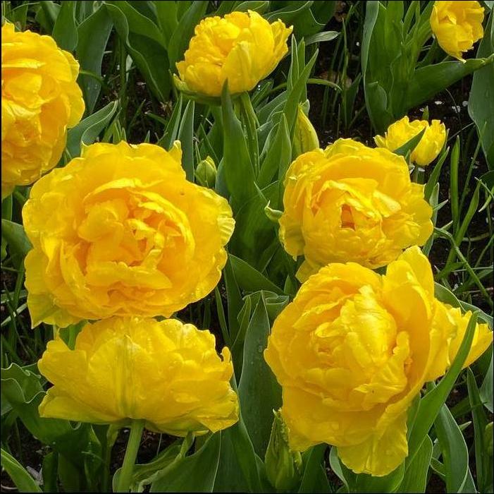 Wholesale Tulipa Double Early 'Limousine' - Tulip | A.D.R. Bulbs