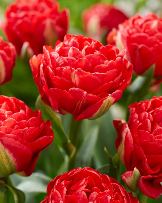 Wholesale Tulipa Double Early 'Pamplona - Tulip | A.D.R. Bulbs