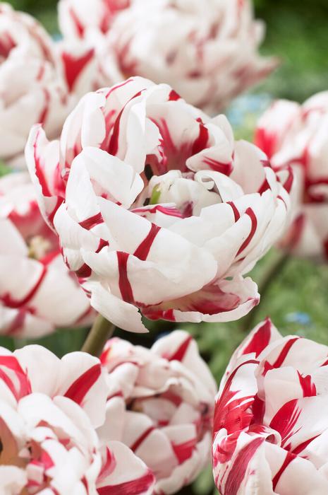 Wholesale Tulipa Double Late 'Carnaval de Nice' - Tulip | A.D.R. Bulbs