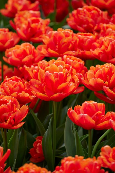 Wholesale Tulipa Double Late 'Icoon' - Tulip | A.D.R. Bulbs