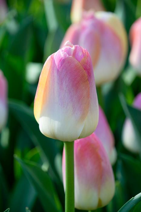 Tulipa Darwin Hybrid 'Kunyun' - Tulip from ADR Bulbs