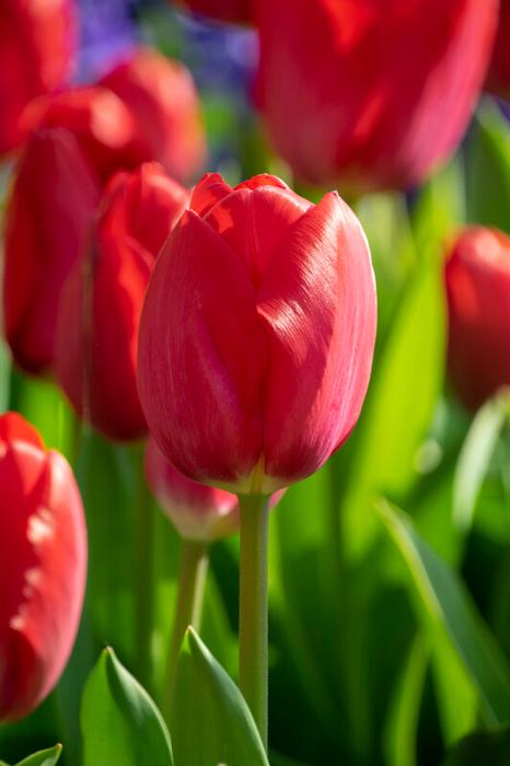 Wholesale Tulipa Darwin Hybrid 'Red Van Eijk' - Tulip | A.D.R. Bulbs