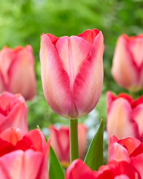 Wholesale Tulipa Darwin Hybrid 'Pink Sound' - Tulip | A.D.R. Bulbs