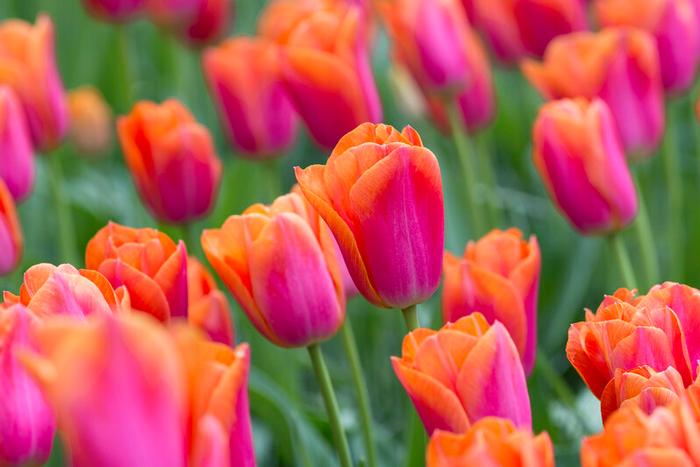 Wholesale Tulipa Triumph 'Orange Dynasty' - Tulip | A.D.R. Bulbs