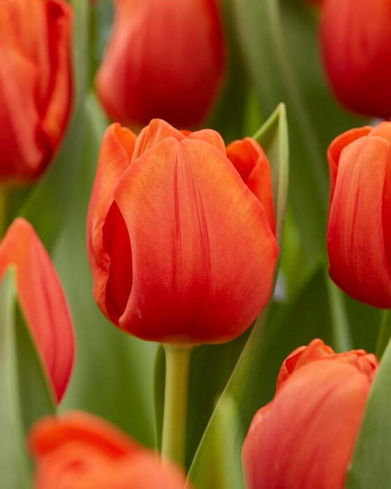Wholesale Tulipa Triumph 'Cadans' - Tulip | A.D.R. Bulbs