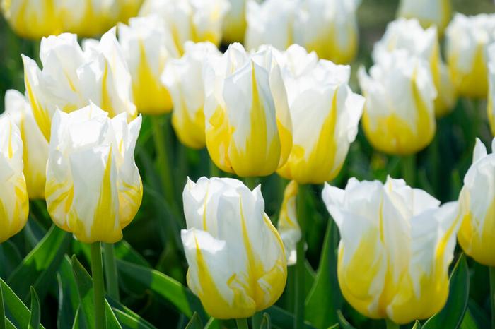 Wholesale Tulipa Triumph 'Bingo' - *Ruigrok Exclusive* | A.D.R. Bulbs