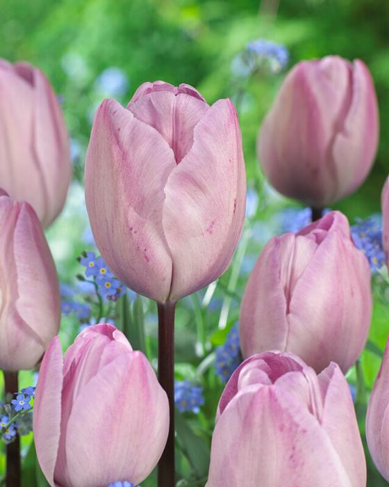 Wholesale Tulipa Triumph 'Jacuzzi' - Tulip | A.D.R. Bulbs