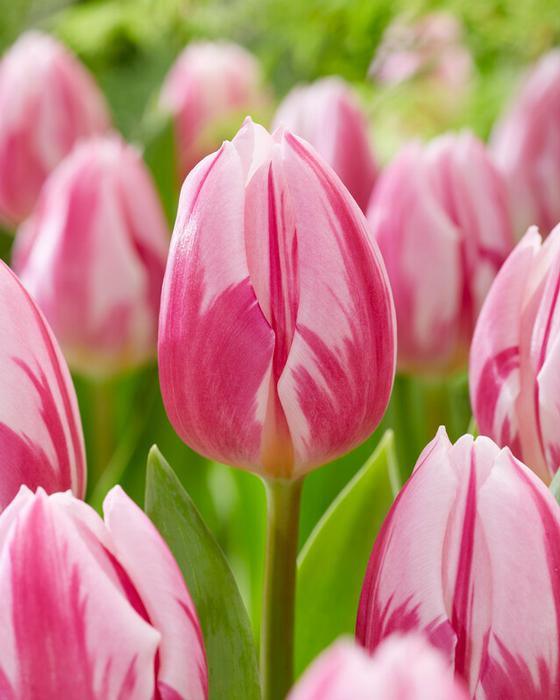 Wholesale Tulipa Triumph 'Bojangles' - Tulip | A.D.R. Bulbs
