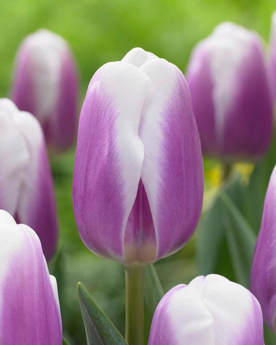 Wholesale Tulipa Triumph 'Librije' - Tulip | A.D.R. Bulbs