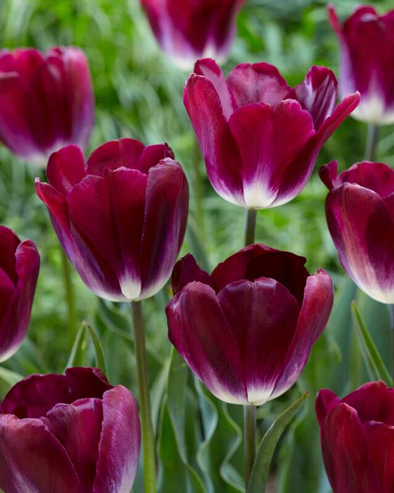 Wholesale Tulipa Triumph 'Kansas Proud' - Tulip | A.D.R. Bulbs