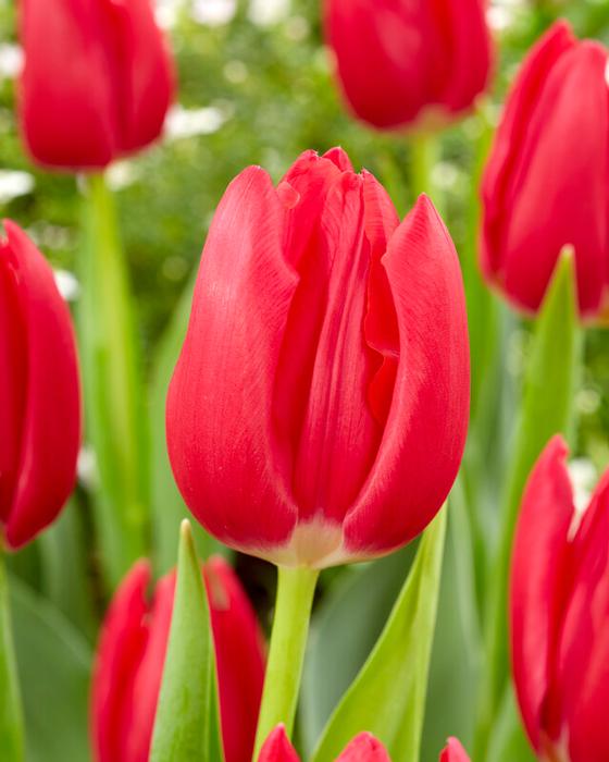 Wholesale Tulipa Triumph 'Rodolfo' - Tulip | A.D.R. Bulbs
