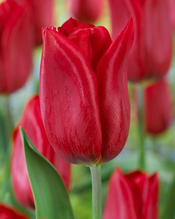 Wholesale Tulipa Triumph 'Strong Love' - Tulip | A.D.R. Bulbs