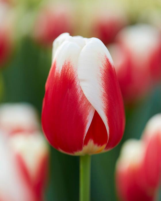 Wholesale Tulipa Triumph 'Roman Empire' - Tulip | A.D.R. Bulbs