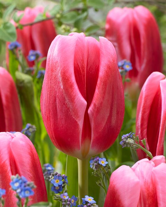 Wholesale Tulipa Triumph 'Circuit' - Tulip | A.D.R. Bulbs