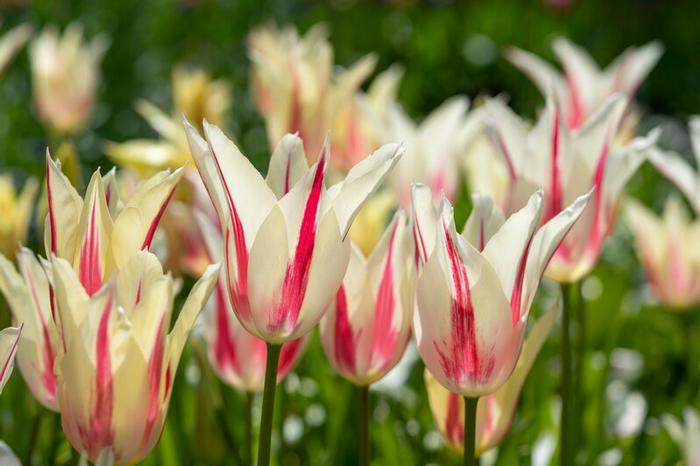 Wholesale Tulipa Lily Flowering 'Marilyn' - Tulip | A.D.R. Bulbs