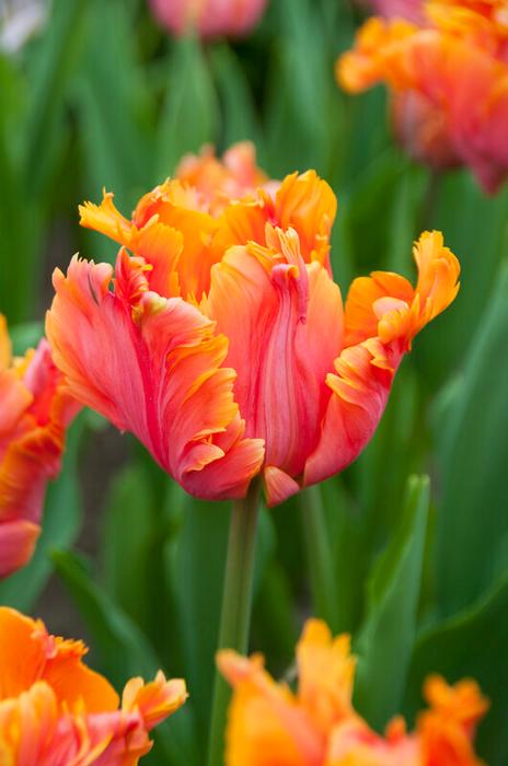 Wholesale Tulipa Parrot 'Avignon Parrot' - Tulip | A.D.R. Bulbs