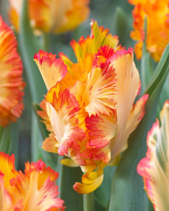 Wholesale Tulipa Parrot 'Caribbean Parrot' - Tulip | A.D.R. Bulbs