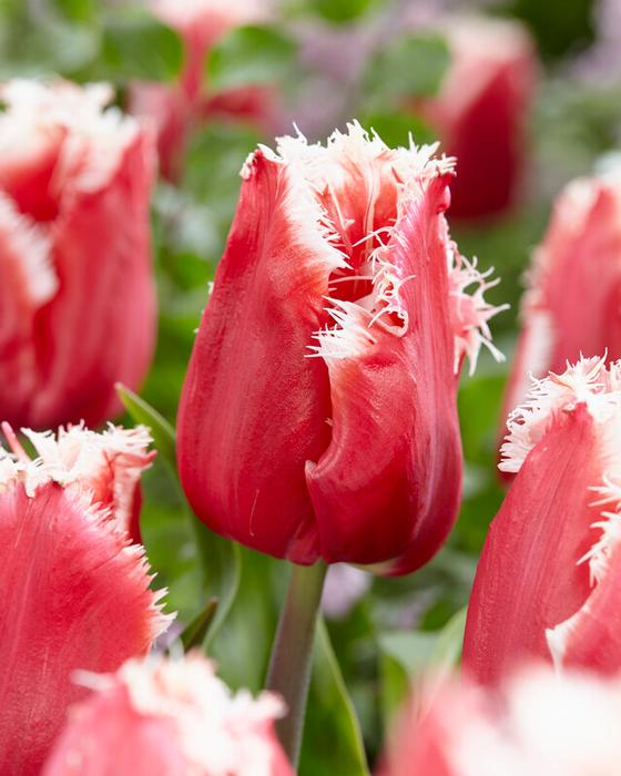Wholesale Tulipa Fringed 'New Santa - Tulip | A.D.R. Bulbs
