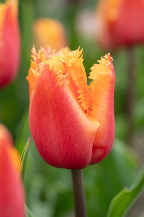 Wholesale Tulipa Fringed 'Lambada' - Tulip | A.D.R. Bulbs