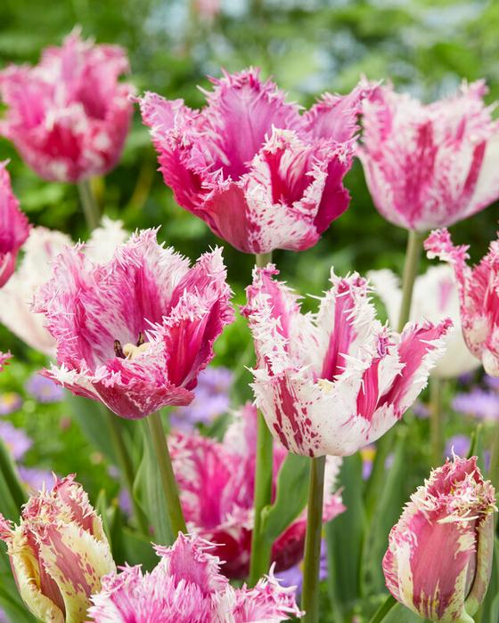 Wholesale Tulipa Fringed 'Purple Circus' - Tulip | A.D.R. Bulbs