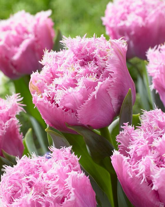 Wholesale Tulipa Fringed Double 'Perth' - Tulip | A.D.R. Bulbs