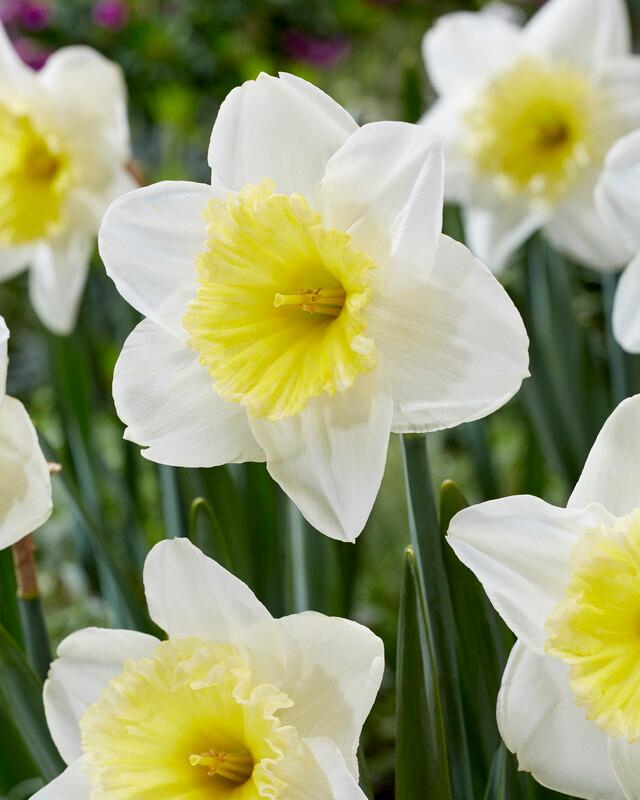 Wholesale Narcissi Large Cupped 'Ice Follies' - Daffodil | A.D.R. Bulbs