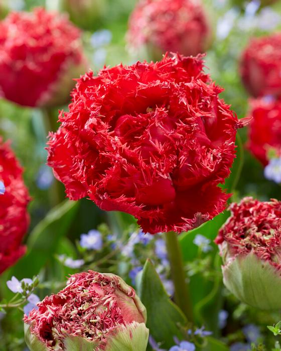 Wholesale Tulipa Fringed Double 'Qatar' - Tulip | A.D.R. Bulbs