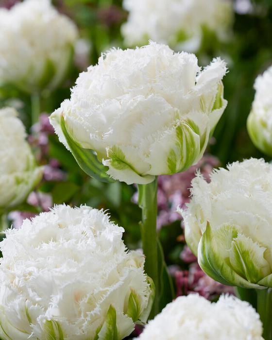Wholesale Tulipa Fringed Double 'Snow Crystal' - Tulip | A.D.R. Bulbs