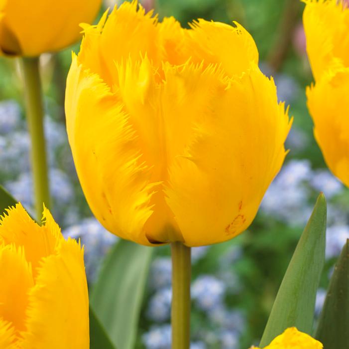 Wholesale Tulipa Fringed 'Crystal Star' - Tulip | A.D.R. Bulbs