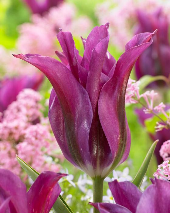 Wholesale Tulipa Green 'Purple Doll' - Tulip | A.D.R. Bulbs
