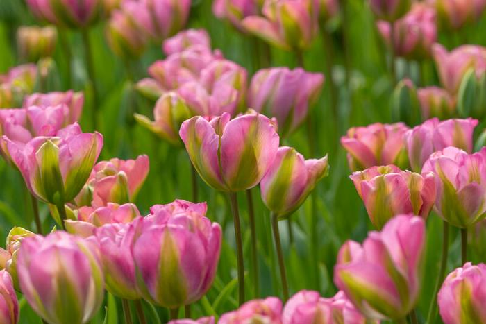 Wholesale Tulipa Green 'Greenland' - Tulip | A.D.R. Bulbs