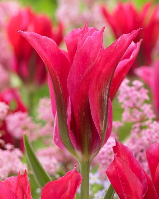 Wholesale Tulipa Green 'Doll's Minuet' - Tulip | A.D.R. Bulbs