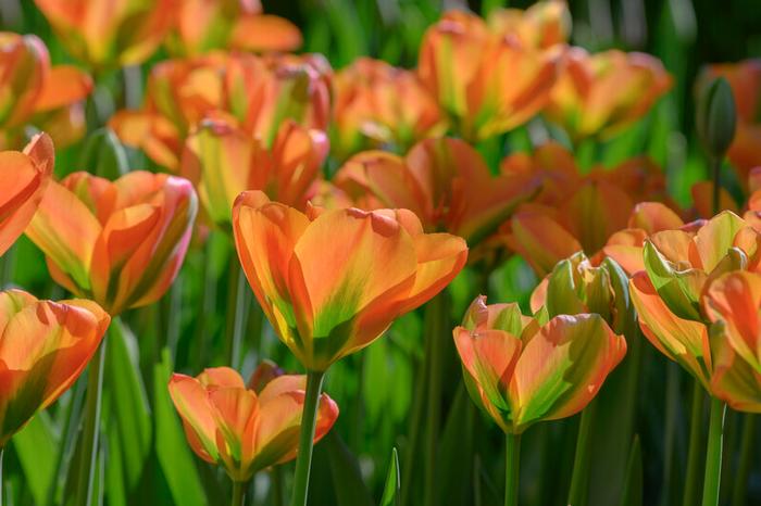 Wholesale Tulipa Green 'Orange Marmelade - Tulip | A.D.R. Bulbs
