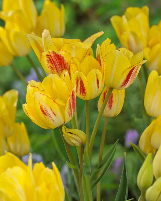 Wholesale Tulipa Bunch Flowering 'Sunshine Club' - Tulip | A.D.R. Bulbs