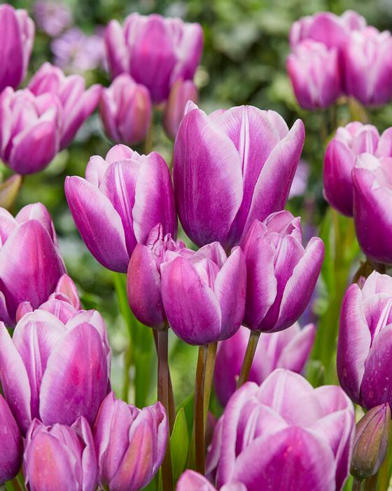 Wholesale Tulipa Bunch Flowering 'Purple Elegance' - Tulip | A.D.R. Bulbs