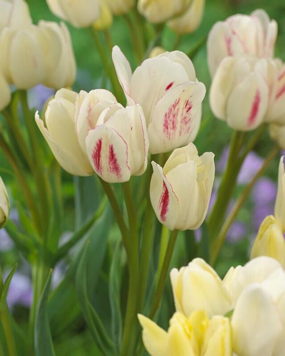 Wholesale Tulipa Bunch Flowering 'Candy Club - Tulip | A.D.R. Bulbs