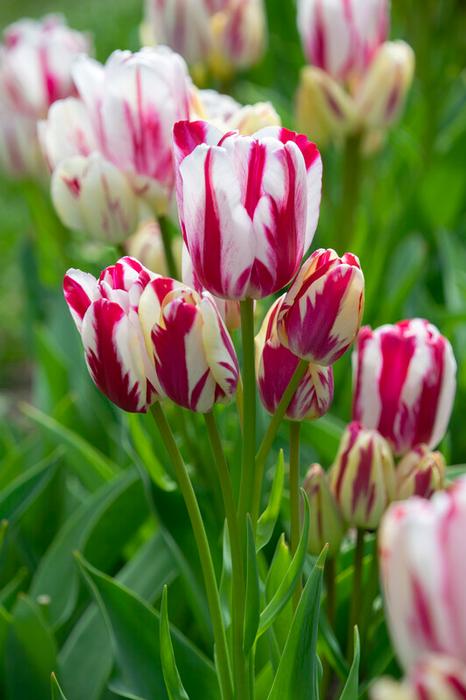 Wholesale Tulipa Bunch Flowering 'Flaming Club' - Tulip | A.D.R. Bulbs