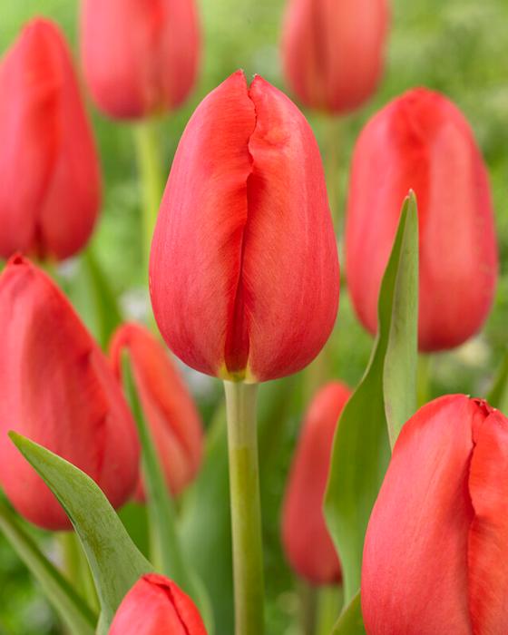Wholesale Tulipa Single Late 'Sky High Scarlet' - Tulip | A.D.R. Bulbs