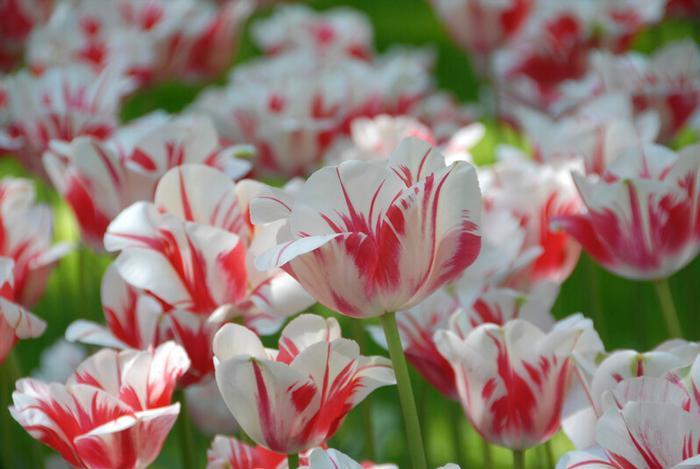 Wholesale Tulipa Single Late 'Sorbet' - Tulip | A.D.R. Bulbs