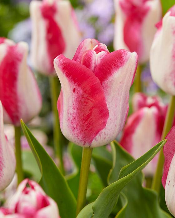 Wholesale Tulipa Single Late 'Mata Hari' - Tulip | A.D.R. Bulbs
