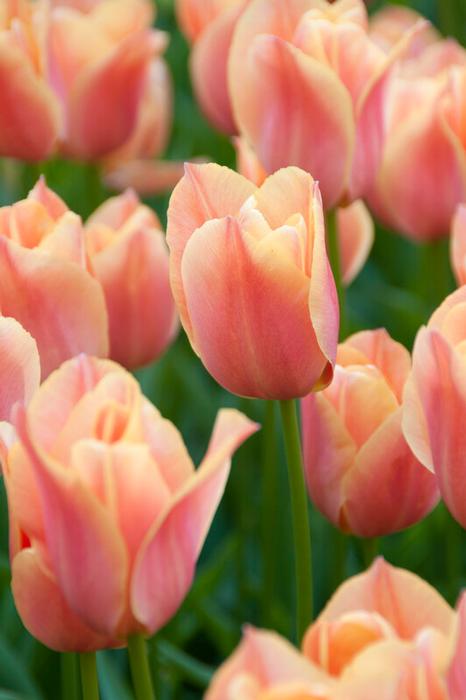 Wholesale Tulipa Single Late 'Stunning Apricot' - Tulip | A.D.R. Bulbs