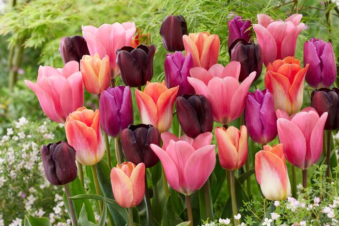 Wholesale Tulipa Triumph 'Supernova Mix' - Tulip | A.D.R. Bulbs