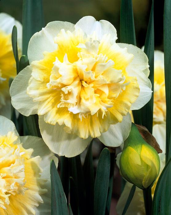 Wholesale Narcissi Double 'Ice King' - Daffodil | A.D.R. Bulbs
