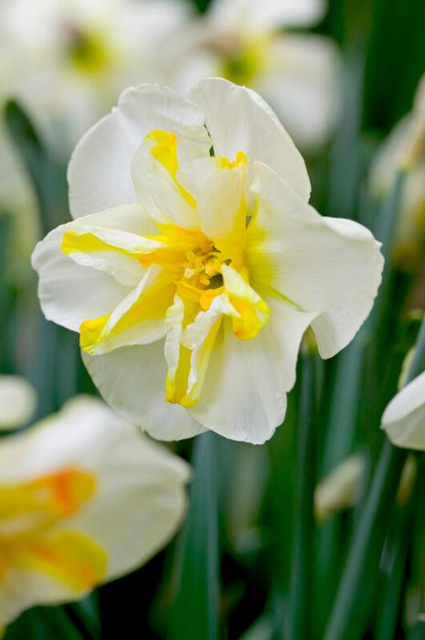 Wholesale Narcissi Butterfly 'Donau Park' - Daffodil | A.D.R. Bulbs