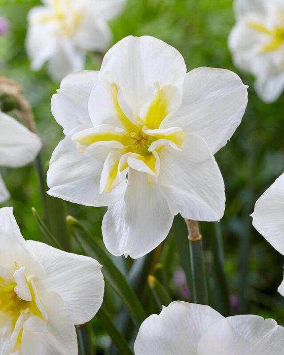 Wholesale Narcissi Butterfly 'Lemon Beauty' - Daffodil | A.D.R. Bulbs