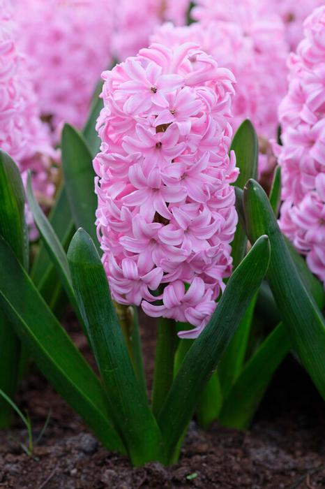 Wholesale Hyacinthus Orientalis 'Pink Surprise' - Hyacinth | A.D.R. Bulbs