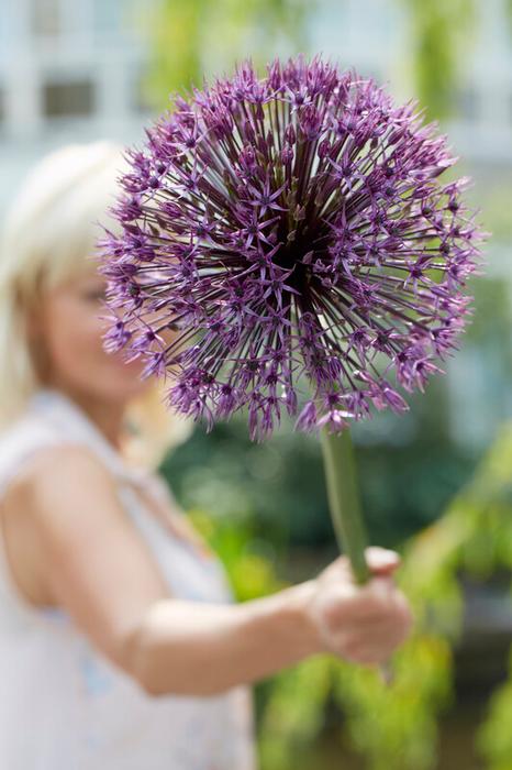 Wholesale Allium Giant 'Universe' - Ornamental Onion | A.D.R. Bulbs